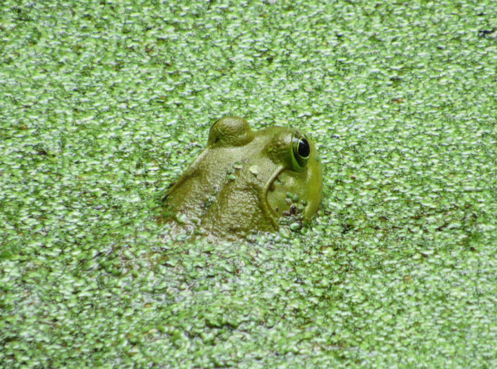 American Bullfrog